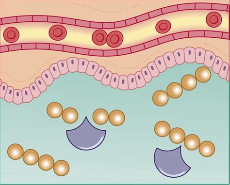 Types and Functions of Digestive Enzymes