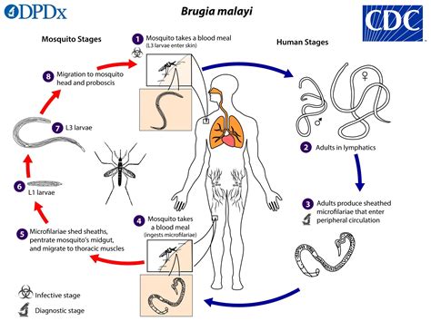 Lymphatic Filariasis Treatment