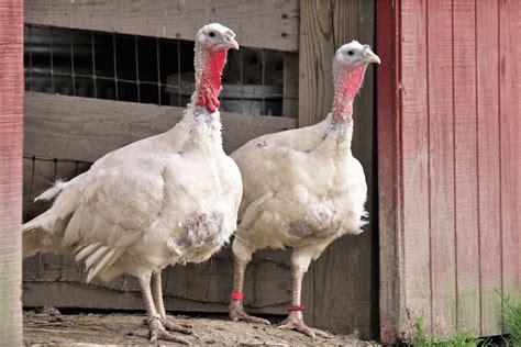 10 Things Everyone Should Know About Free-Range Turkeys