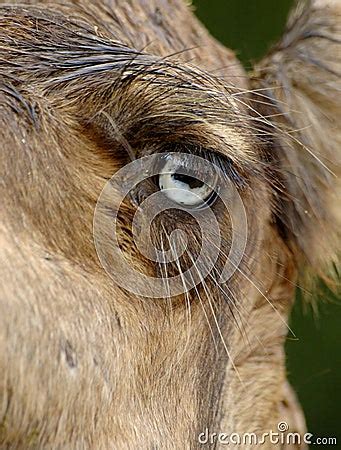 Camel Eye Royalty Free Stock Photos - Image: 6274138