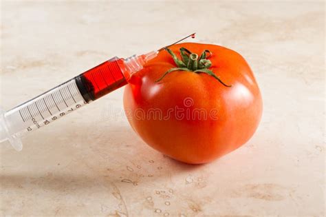 Genetically Modified Tomato, Gmo Stock Image - Image of change ...