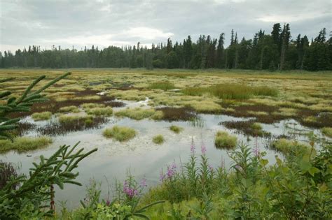 Free picture: fireweed, spruce, highlight, bog