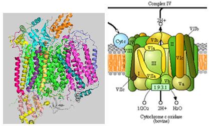 C7. Complex IV - Cytochrome C oxidase (CCOx) - Biology LibreTexts