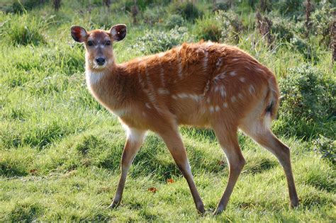 Sitatunga Antelope | Craig Lymm | Flickr