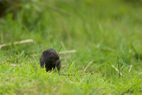 British Wildlife Centre ~ Keeper's Blog: Black Water Voles and Black Rats