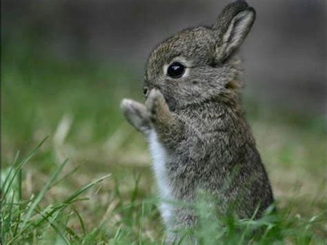 Cute Bunnies Wallpapers - Top Free Cute Bunnies Backgrounds ...