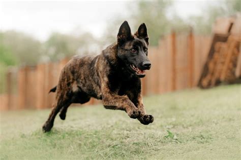 Are Dutch Shepherds Easy To Kennel