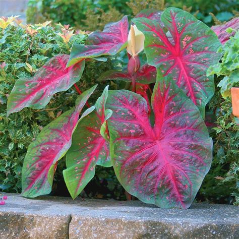 Longfield Gardens #1 Red Flash Caladium Bulbs (5-Pack)-20000112 - The ...