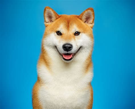 The Shiba Inu | Modern Dog magazine