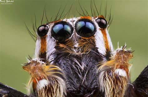 Beautiful eyes of Pantropical jumping spider! | Beautiful eyes, Jumping ...