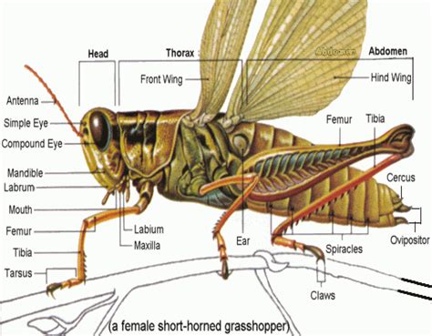 External Anatomy Of Grasshopper - Anatomy Book