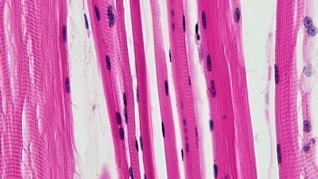 Tropomyosin | Definition & Function - Lesson | Study.com