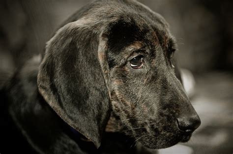 Plott Hound – Dog Breed Information and Pictures | Livelife