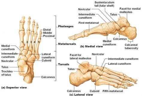 Foot-bone-tarsal-bone-anatomy-1 - Podiatry HQ