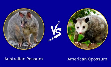 Australian Possum vs American Opossum