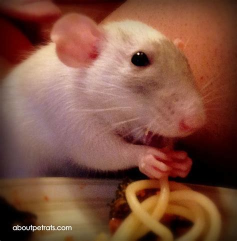 Noodle loving rat. My boys loved noodles. // my girlies are obsessed ...