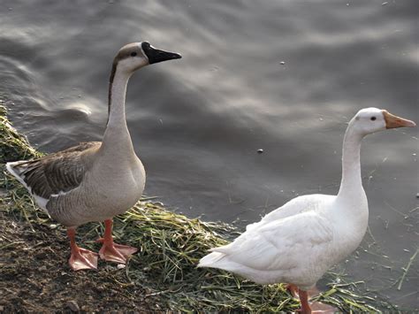 Wild Geese Free Stock Photo - Public Domain Pictures