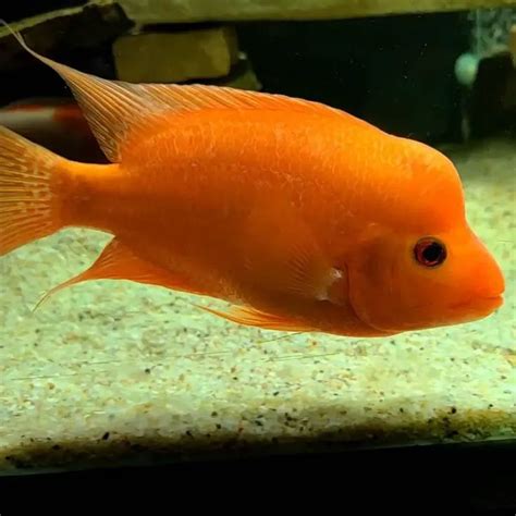 Red Devil Cichlid: Size, Tank Mates & Aggression Care Guide