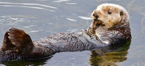 Sea Otter Profile: Traits, Facts, Diet, Legs, Cute, Baby, Range ...