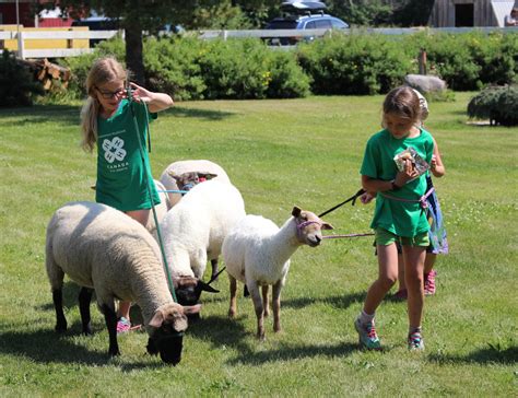 Sheep Demonstrations Highlight A Day of Festivities on the Farm ...