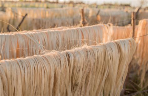 Sisal Fiber: From Agave Plants To Eco-Friendly and Versatile Products