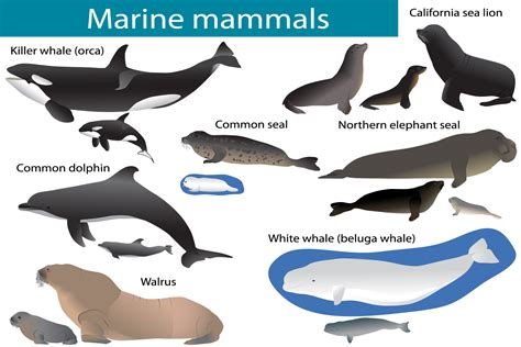 Marine mammals