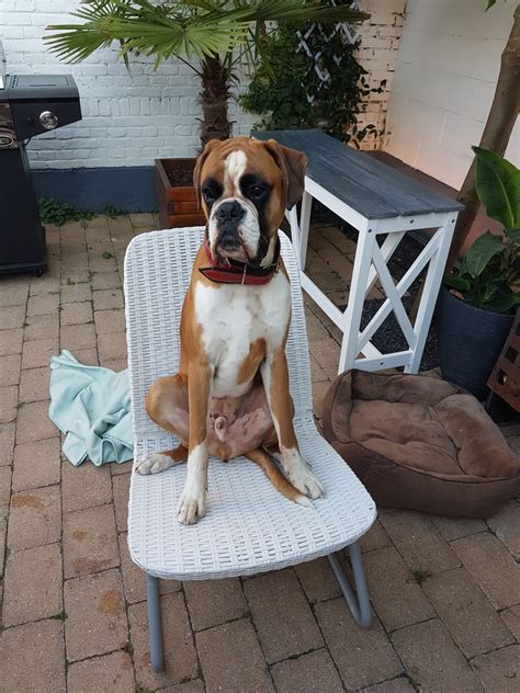 Totally normal boxerdog behavior : r/aww