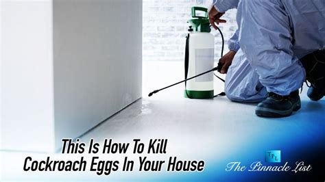 This Is How To Kill Cockroach Eggs In Your House – The Pinnacle List