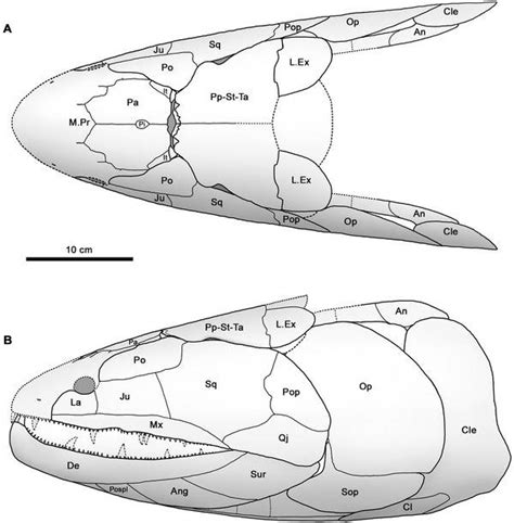 Fossils of giant ancient fish offer positive attributes to the unknown ...