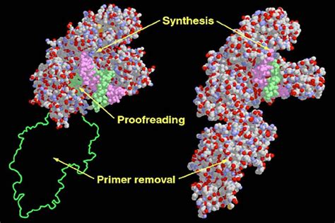 Difference Between DNA Polymerase 1 and 3 | Definition, Structure ...