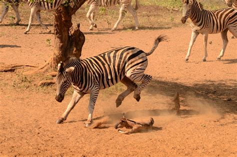 Zebra attack wildebeest calf - Africa Geographic