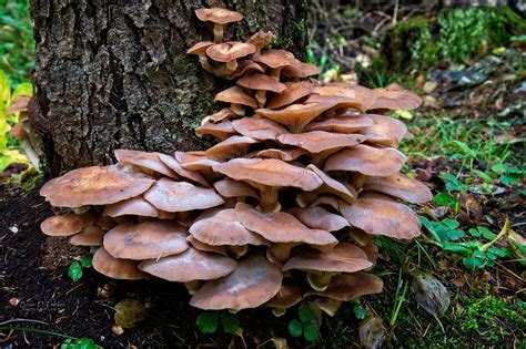 Honey Mushroom (Edible) - Armillaria mellea - Download Photo ...