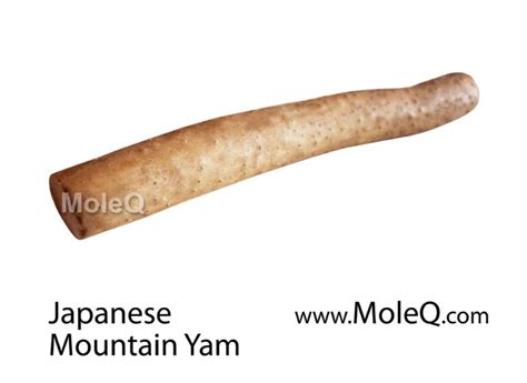 Japanese Mountain Yam – Moleq Inc. – Food Information