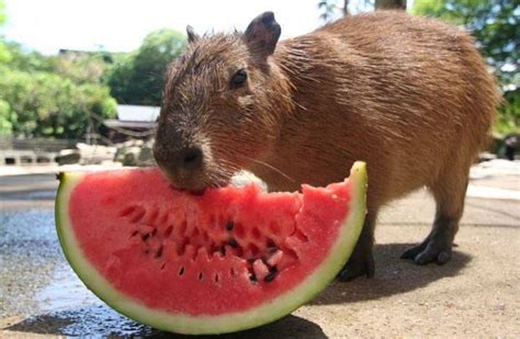 Timeline Photos - 1,000,000 Pictures | Facebook | Baby capybara ...