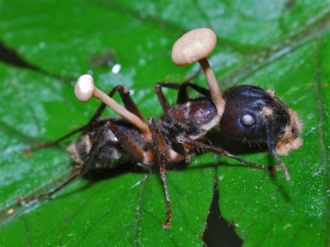 Ophiocordyceps Unilateralis Tarantula