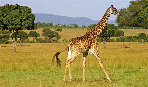 Giraffe - Top Facts, Sounds, Diet & Habitat Information