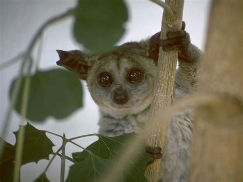 This is the Brown Greater Galago! (Also called thick-tailed greater ...