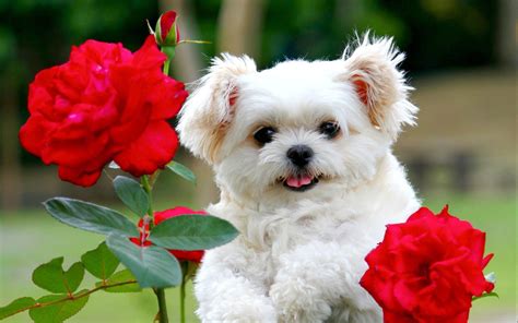 Cute Little Puppies Wallpapers - Top Free Cute Little Puppies ...