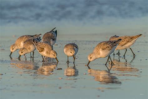 Shorebirds reflected #1 full size – Photography by Mark H. Brown