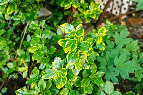 8 Best Small Evergreen Shrubs