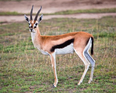 Thomson's gazelle on savanna, Africa | High-Quality Animal Stock Photos ...