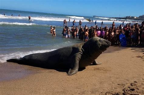 Elefantes marinos: por qué llegan a las playas y qué se debe hacer ...