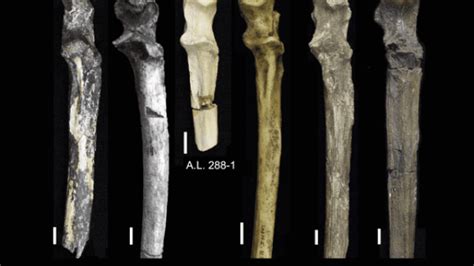 New Kenyan Fossils Expand The Range Of Australopithecus | IFLScience