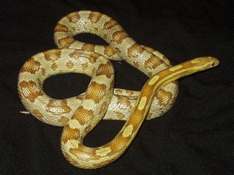 Ians Vivarium - Amber Cornsnake