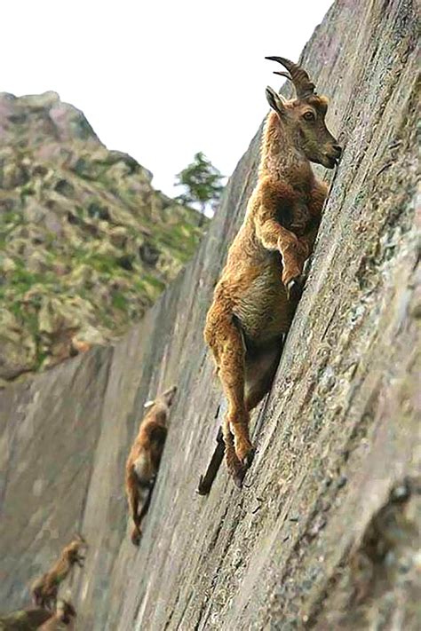 From this angle, mountain goats are even more unbelievable : Goatparkour