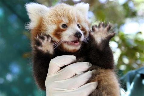 Cute Red Panda With Arms Up | Red panda, Red panda baby, Cute baby animals