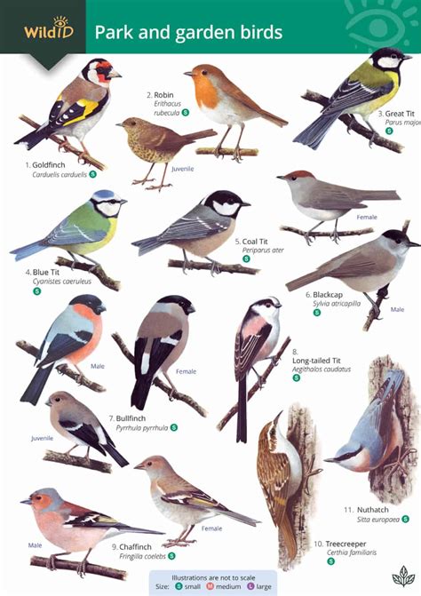 British Bird Guide | FSC Bird Field Guide for the Top 50 Garden Birds