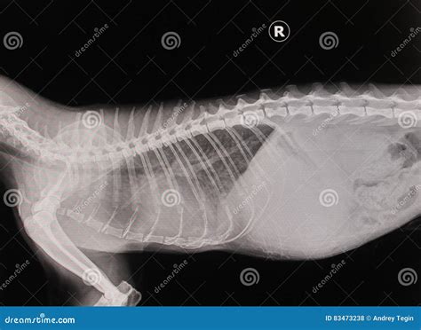 X-ray cat stock photo. Image of animal, clinic, health - 83473238