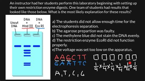 Gel Electrophoresis Chart