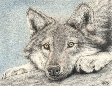 Items similar to Wolf - Colored Pencil Drawing on Etsy